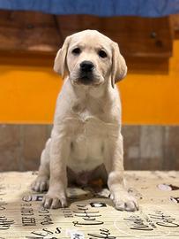 Cucciolo maschio labrador