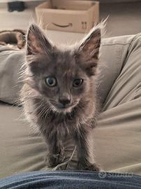 Gattino portafortuna