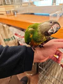 Pappagallo del Senegal allevato a mano dolcissimo