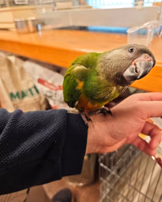 Pappagallo del Senegal allevato a mano dolcissimo