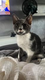 Gattina