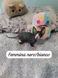 Cuccioli di gatto Sphynx