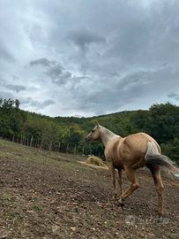 Cavallo Quarter Horse