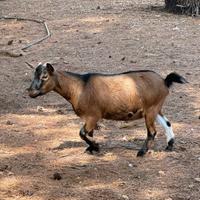 4 capre tibetane