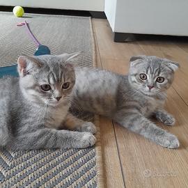 Cuccioli Scottish fold e Scottish straight 