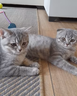 Cuccioli Scottish fold e Scottish straight 