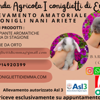 Conigli nani ariete / coniglietti