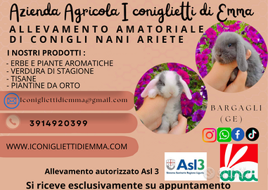 Conigli nani ariete / coniglietti