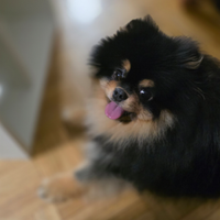 Pomerania, Spitz Tedesco Nano per monta