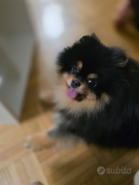 Pomerania, Spitz Tedesco Nano per monta