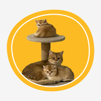 British Shorthair Golden da coccolare