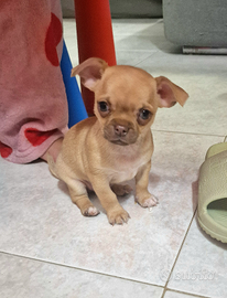 Stupendo cucciolo di chihuahua