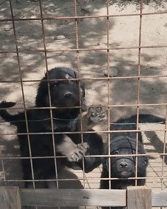 Cuccioli pastore della Sila