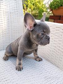 Cucciola bulldog francese lilac tan