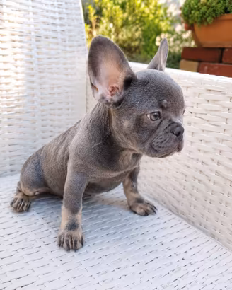Cucciola bulldog francese lilac tan