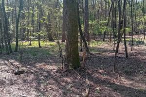 Terreno boschivo pianeggiante