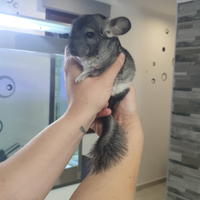 Cucciolo di 8 mesi di cincillà maschio
