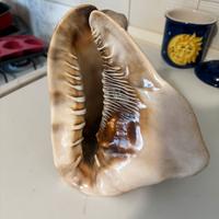 Conchiglia Rara Marina