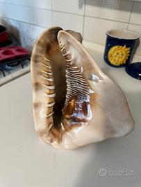Conchiglia Rara Marina