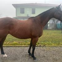 Femmina 12 anni