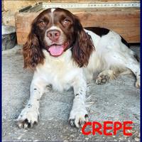 CREPE meravigliosa springer spaniel 5 anni