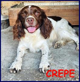 CREPE meravigliosa springer spaniel 5 anni