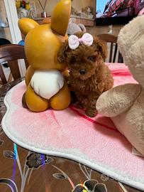 Barboncino (barbone) mini Toy Fulvo