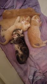 gatti 