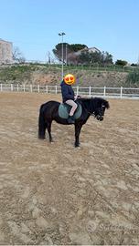 Pony