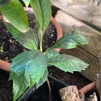 Pianta di Nespolo giapponese