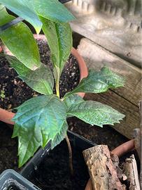 Pianta di Nespolo giapponese