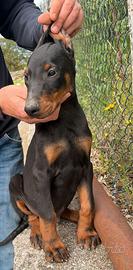 Dobermann cucciolo