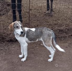 Rocky - Pastore Asia Centrale 5 Mesi