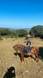 Splendida Pony Saura