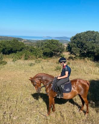 Splendida Pony Saura
