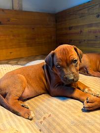 Rhodesian ridgeback