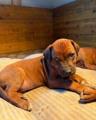 Rhodesian ridgeback
