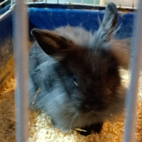 Coniglio nano testa di leone