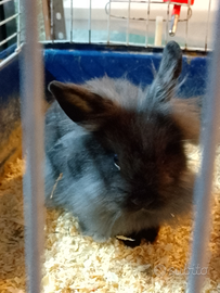 Coniglio nano testa di leone