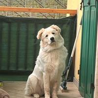 Pastore Maremmano Abruzzese (femmina)