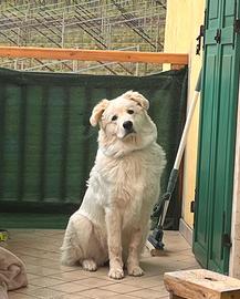 Pastore Maremmano Abruzzese (femmina)