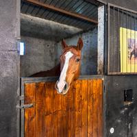 Cavallo castrato purosangue inglese