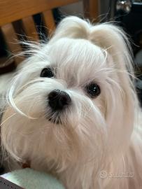 Maltesino Renzo per accoppiamento