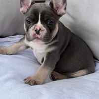 Bulldog francese maschio