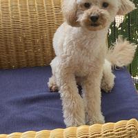 Barboncino nano per accoppiamento