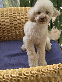 Barboncino nano per accoppiamento