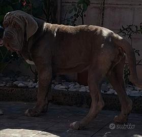 Mastino napoletano
