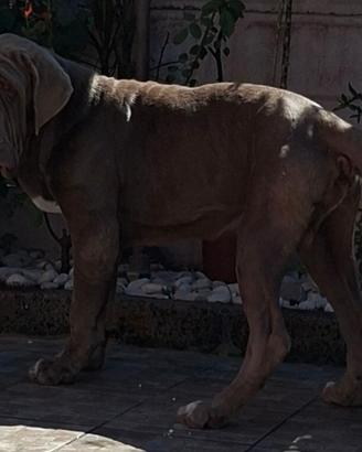 Mastino napoletano
