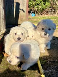 Pastore abruzzese maremmano