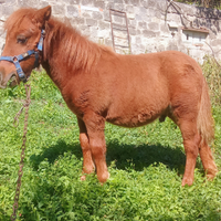 Cavallo falabella per bambini